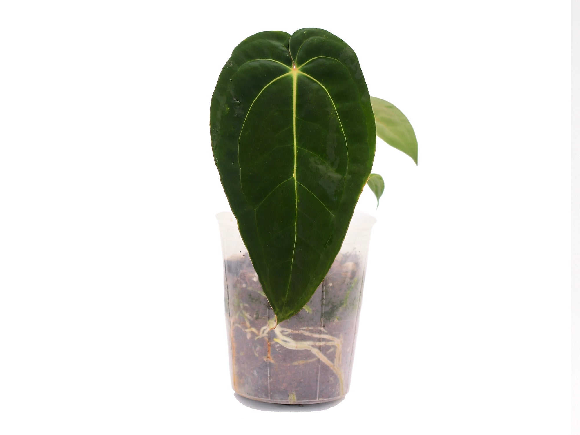 Anthurium besseae red veins no.1 夏用梱包 Anthurium besseae red veins no.1 夏用梱包 Anthurium besseae red