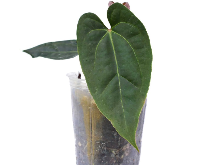 Anthurium besseae aff x Anthurium sagittatum