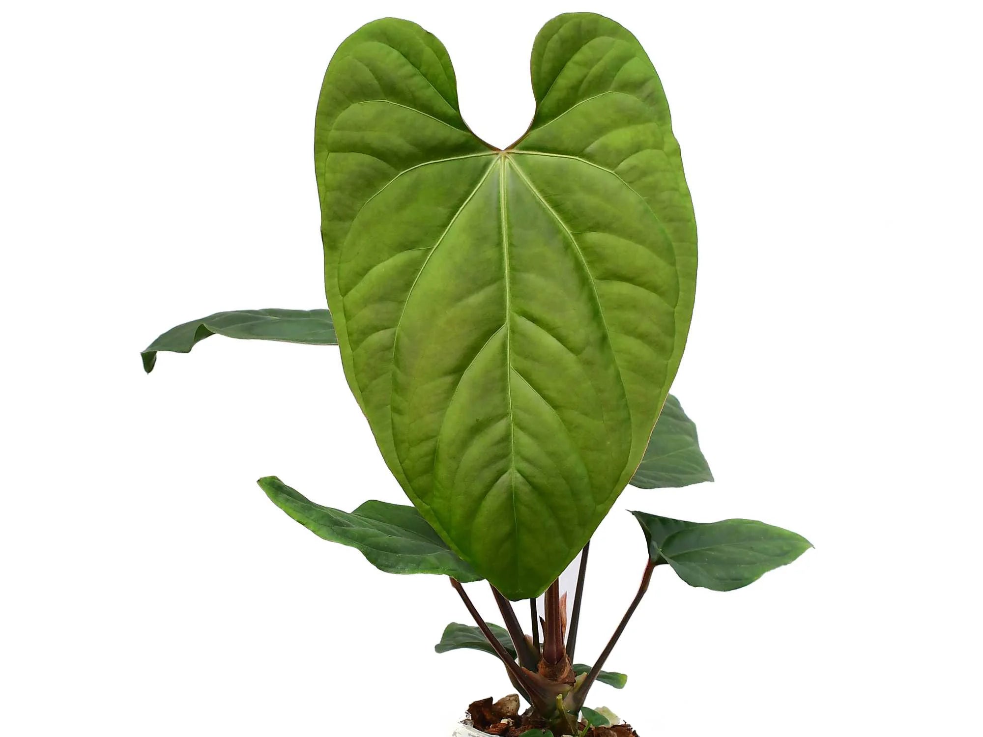 Anthurium Punta de Flecha (rec.)