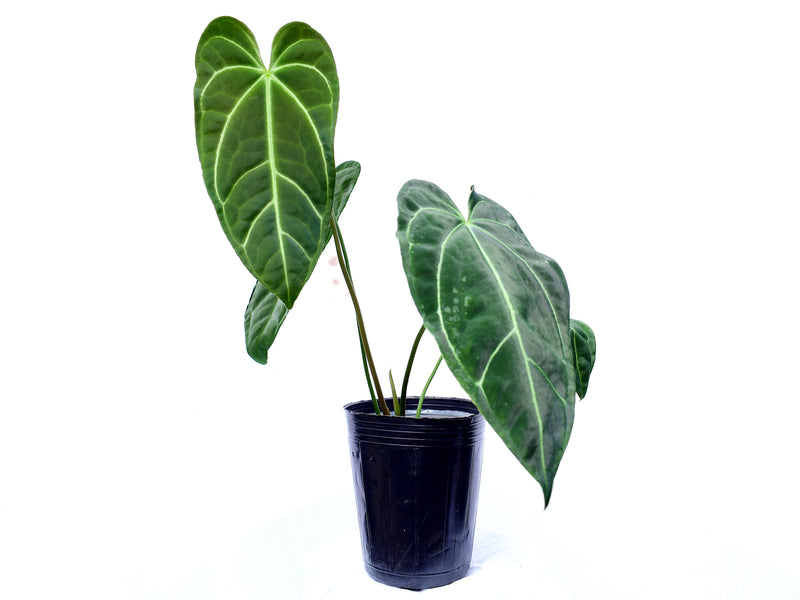 Anthurium besseae 'blue heart' x Anthurium regale