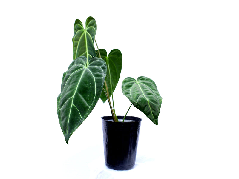 Anthurium besseae 'blue heart' x Anthurium regale