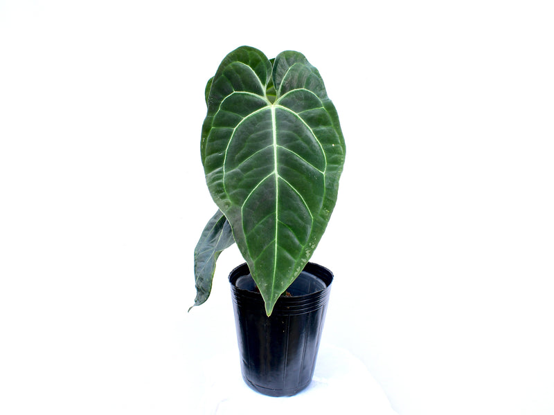 Anthurium besseae 'blue heart' x Anthurium regale
