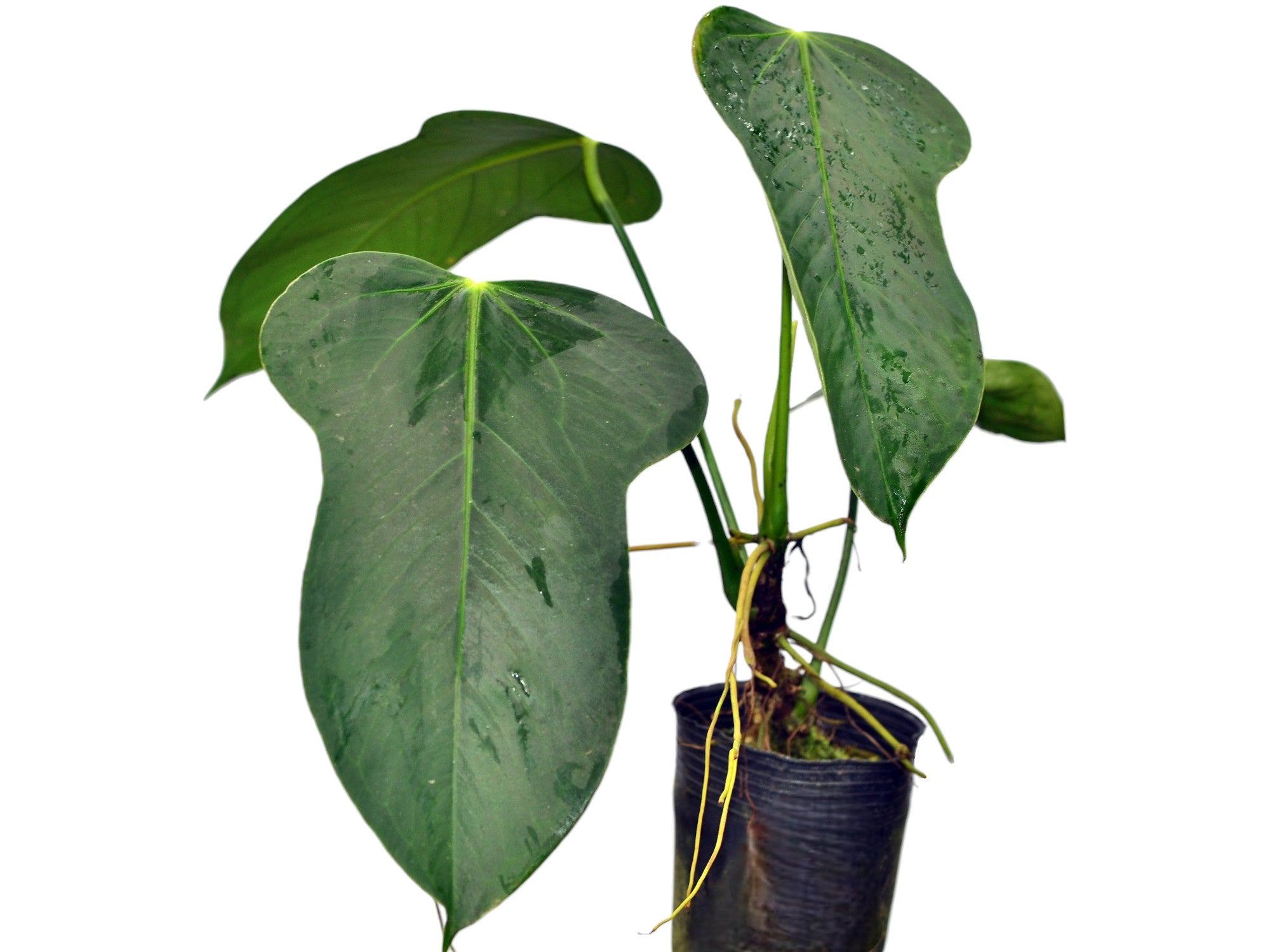 anthurium monstera Anthurium bomboizense — Ecuagenera Orquídeas del Ecuador