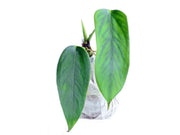 anthurium bomboisence Anthurium bomboizense — Ecuagenera Orquídeas del Ecuador