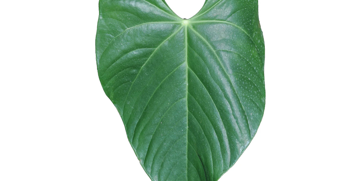anthurium breviscapum Anthurium breviscapum — Ecuagenera Orquídeas del Ecuador