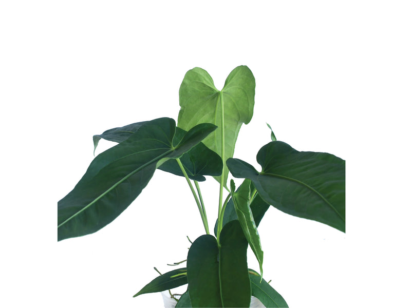 Anthurium breviscapum x Anthurium papillilaminum