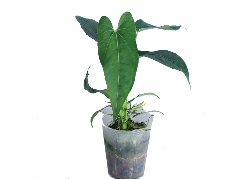 Anthurium breviscapum x Anthurium papillilaminum