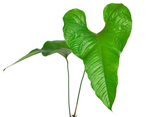 anthurium brownii for sale Anthurium brownii 5 (seedling)