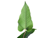 anthurium brownii 5 Anthurium brownii 5