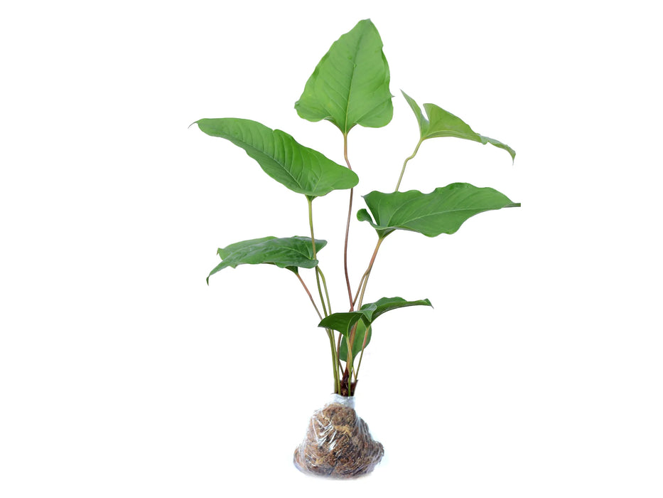 Anthurium brownii 5