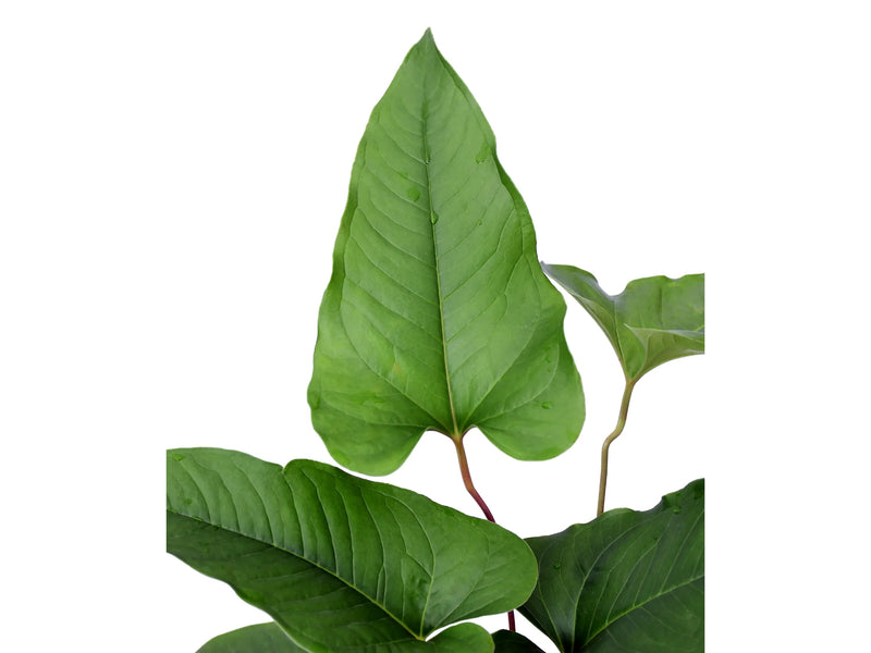 anthurium brownii price Anthurium brownii 5