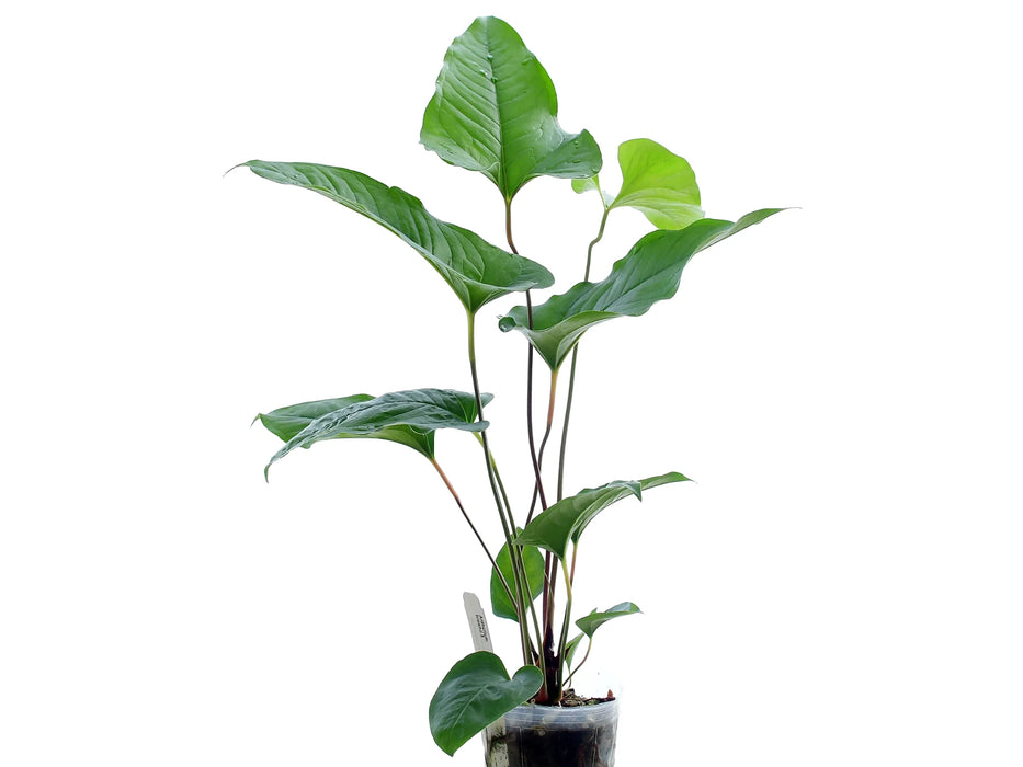 Anthurium brownii 5