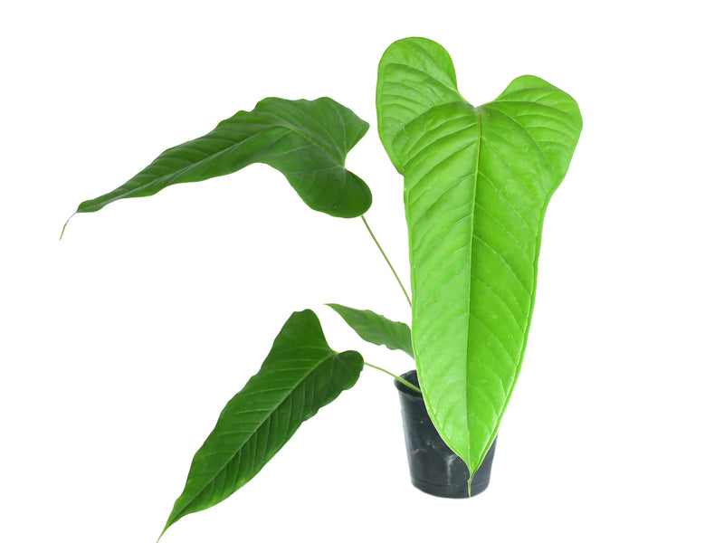 anthurium brownii for sale Anthurium brownii 'Tambo'