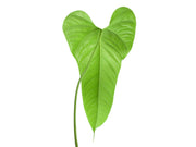 anthurium brownii Anthurium brownii 'Tambo' — Ecuagenera Orquídeas del Ecuador