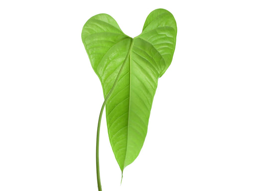 anthurium brownii flower Anthurium brownii 'Tambo' — Ecuagenera Orquídeas del Ecuador