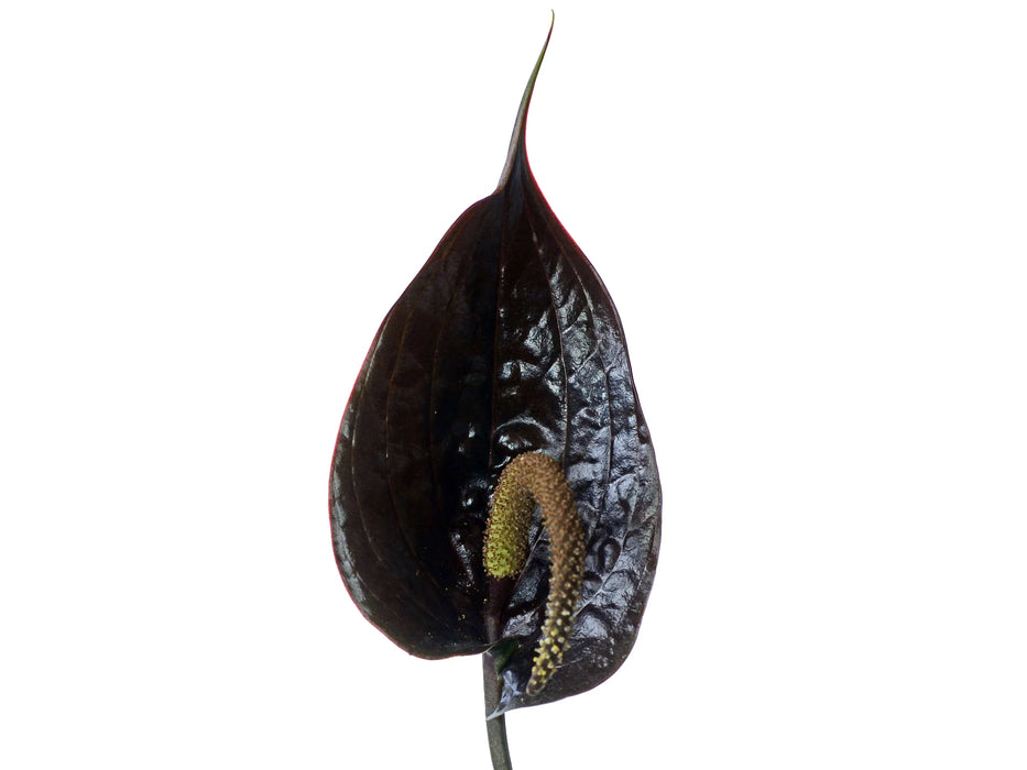 Anthurium cabrerense