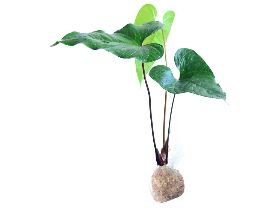 Anthurium cabrerense