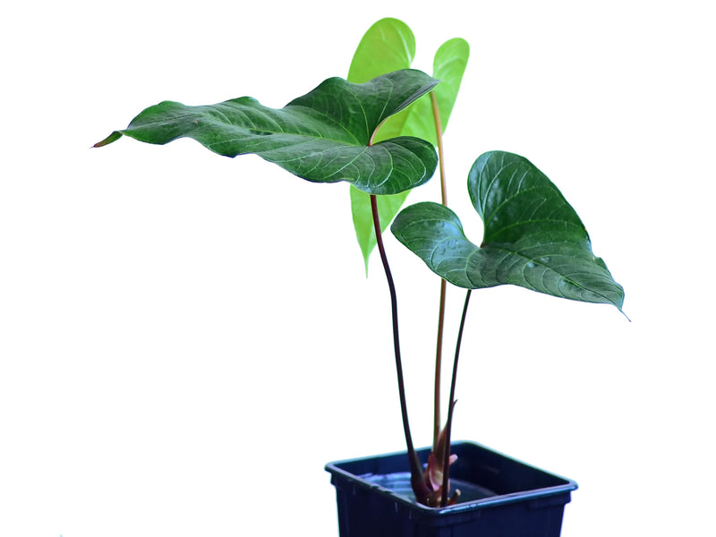 anthurium plants for sale in trinidad Anthurium cabrerense — Ecuagenera Orquídeas del Ecuador