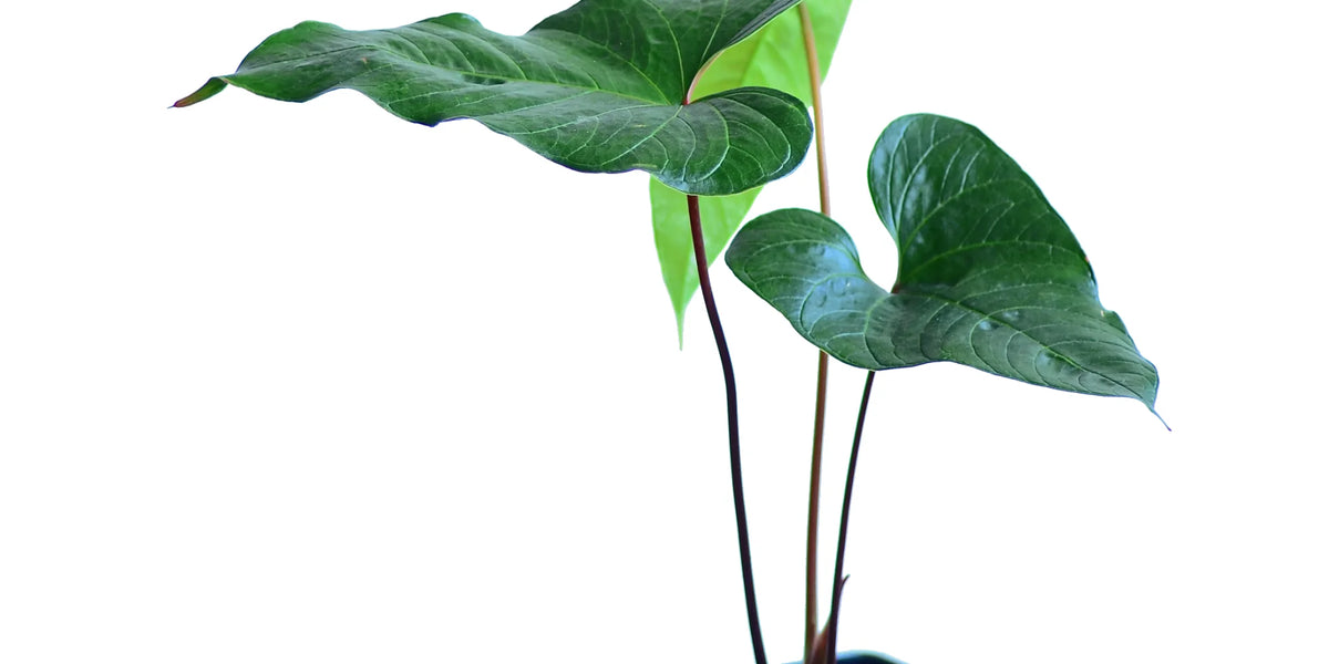 Anthurium cabrerense — Ecuagenera Orquídeas del Ecuador
