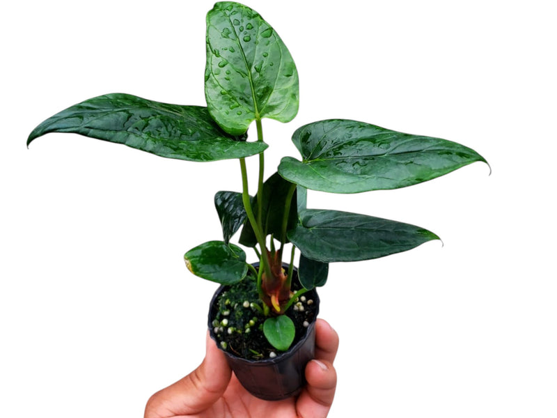 anthurium lingua Anthurium cabrerense (seedling) — Ecuagenera Orquídeas del Ecuador