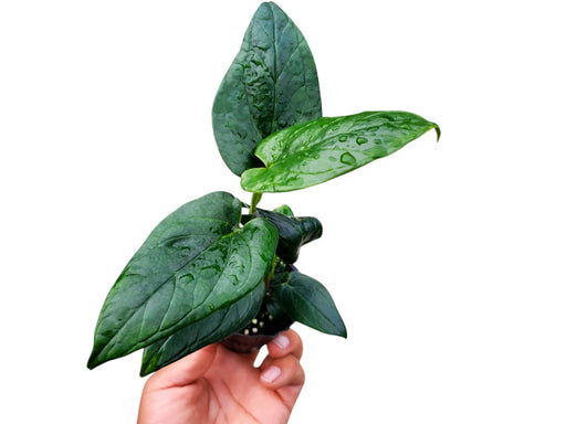 anthurium cabrerense Anthurium cabrerense (seedling)