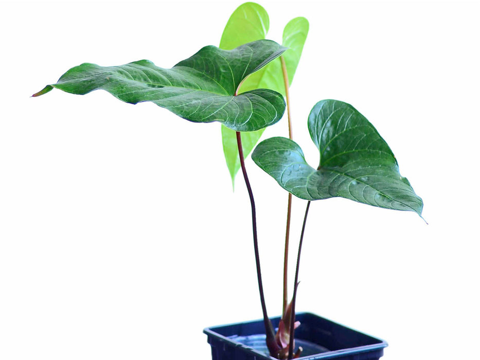 Anthurium cabrerense (seedling)