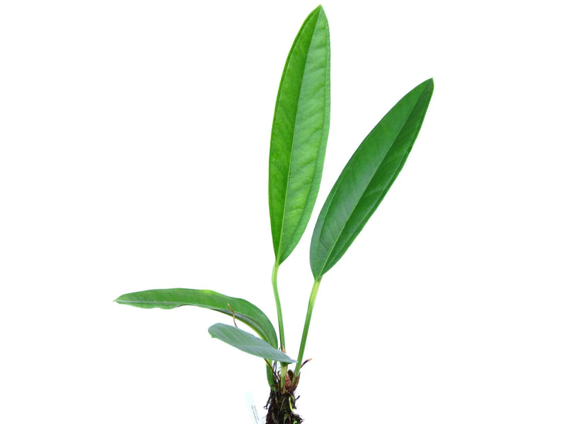 anthurium cachabianum Anthurium cachabianum