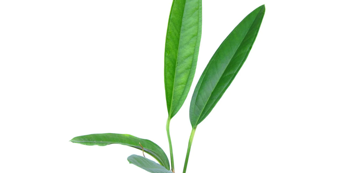Anthurium cachabianum