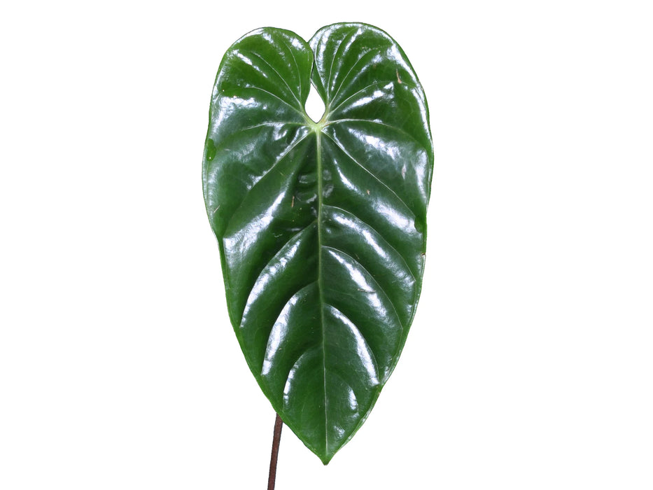 Anthurium calense