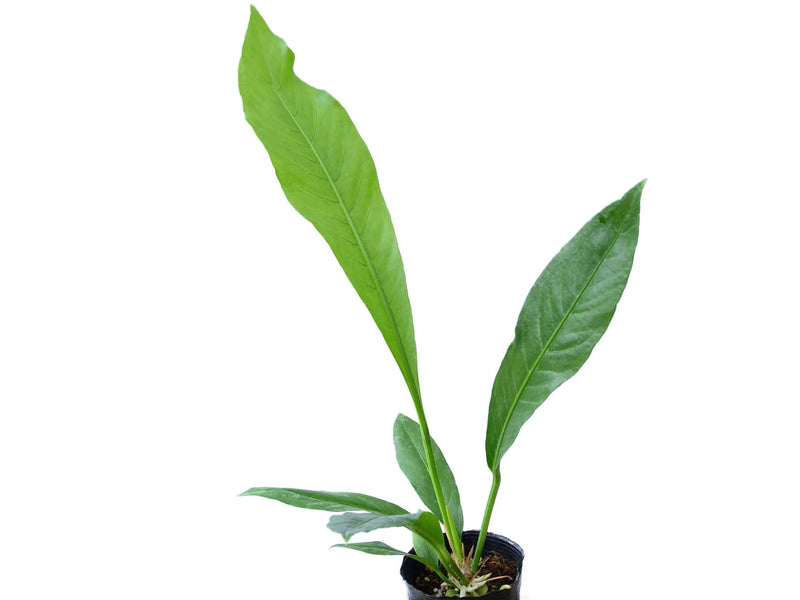 anthurium origine Anthurium campii