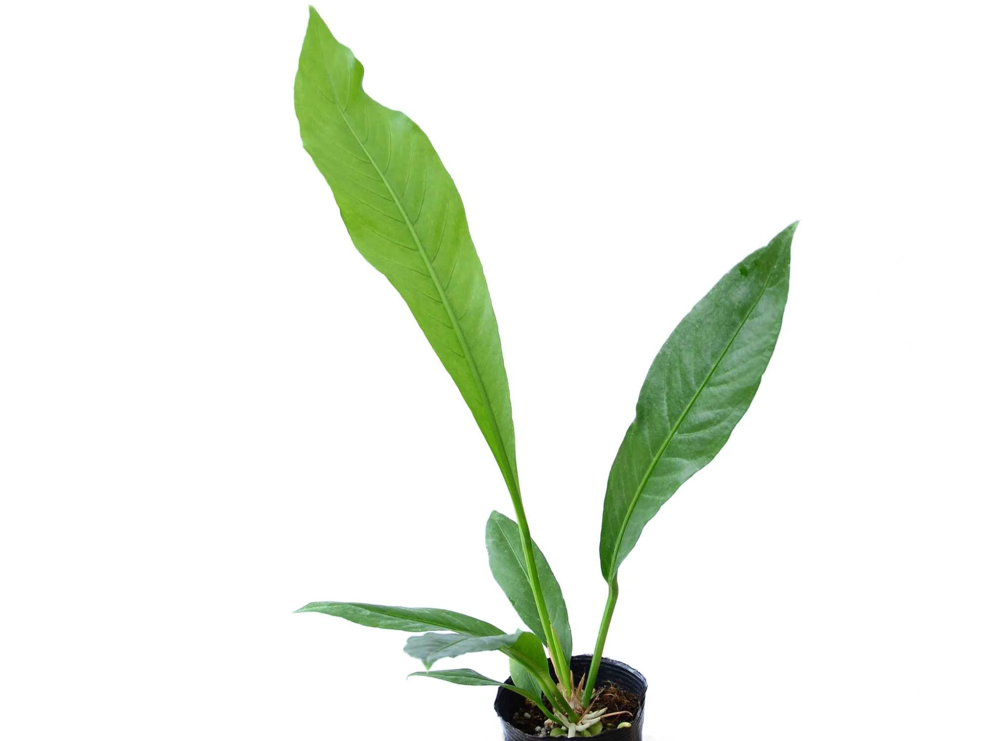 Anthurium campii