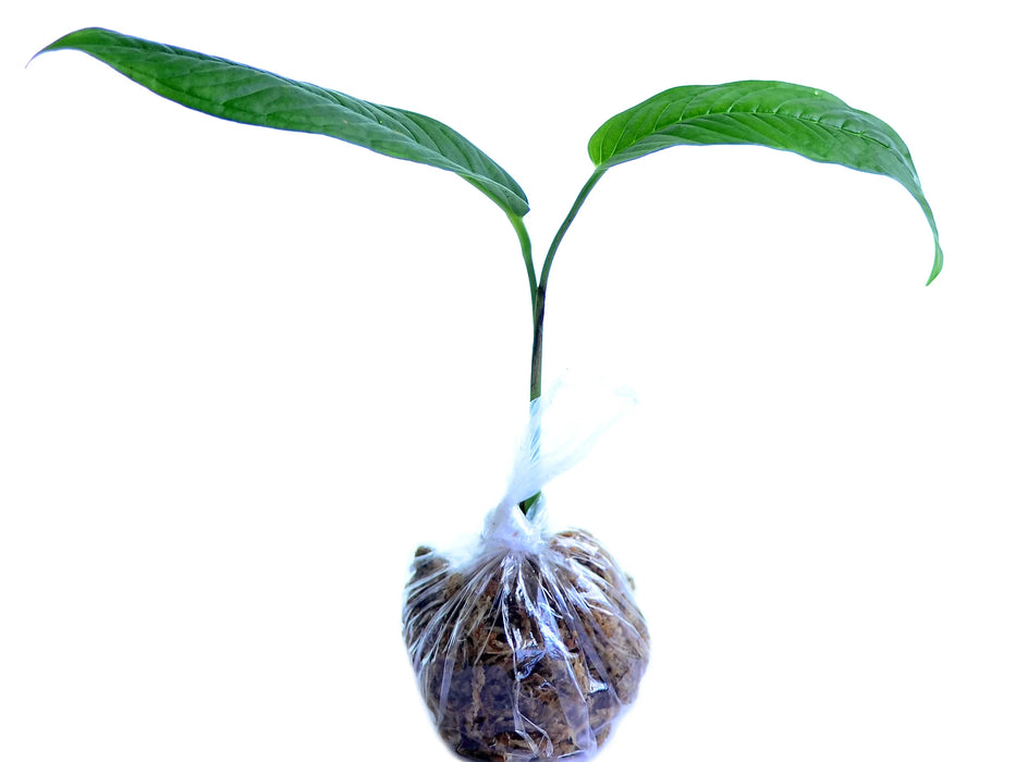 Anthurium carinatum