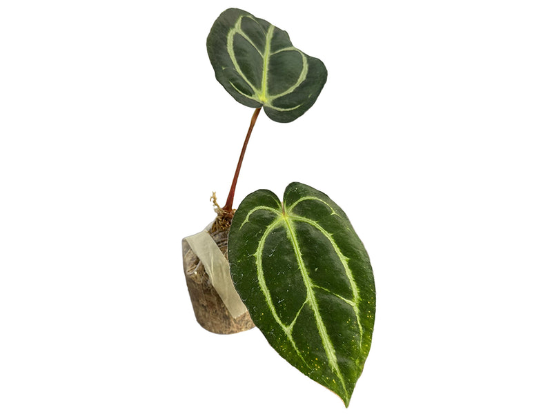 Anthurium carlablackiae (seedling)