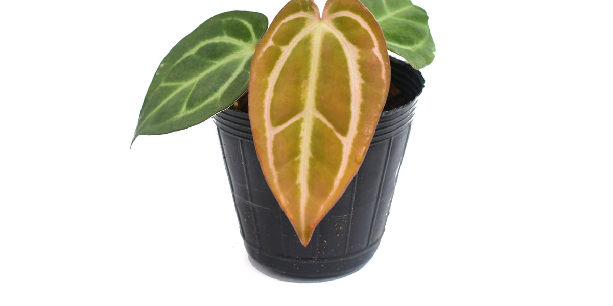 anthurium child ate Anthurium carlablackiae (seedling) — Ecuagenera Orquídeas del Ecuador