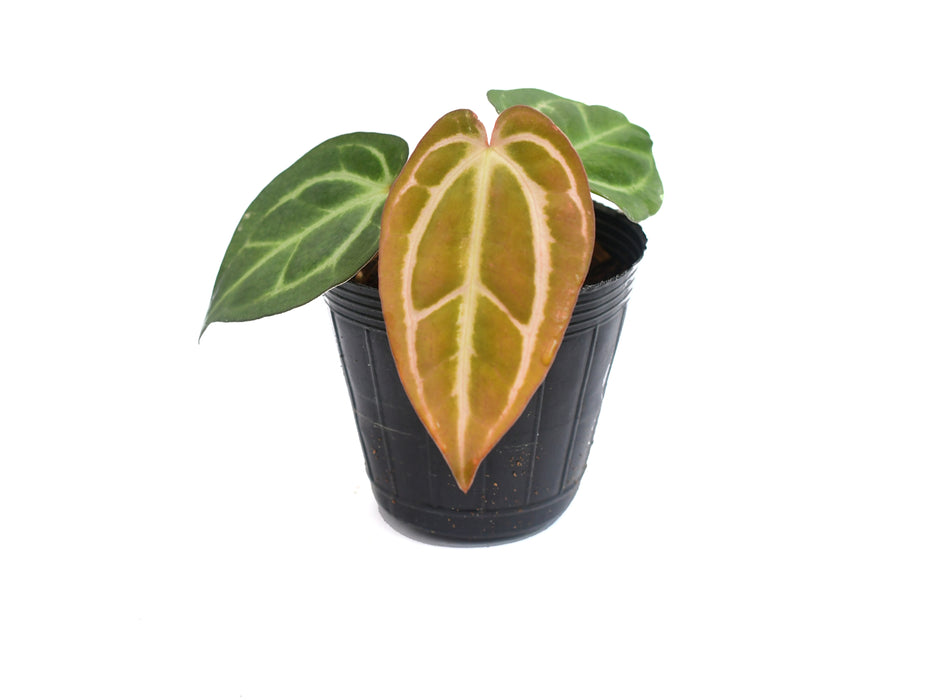 Anthurium carlablackiae (seedling)