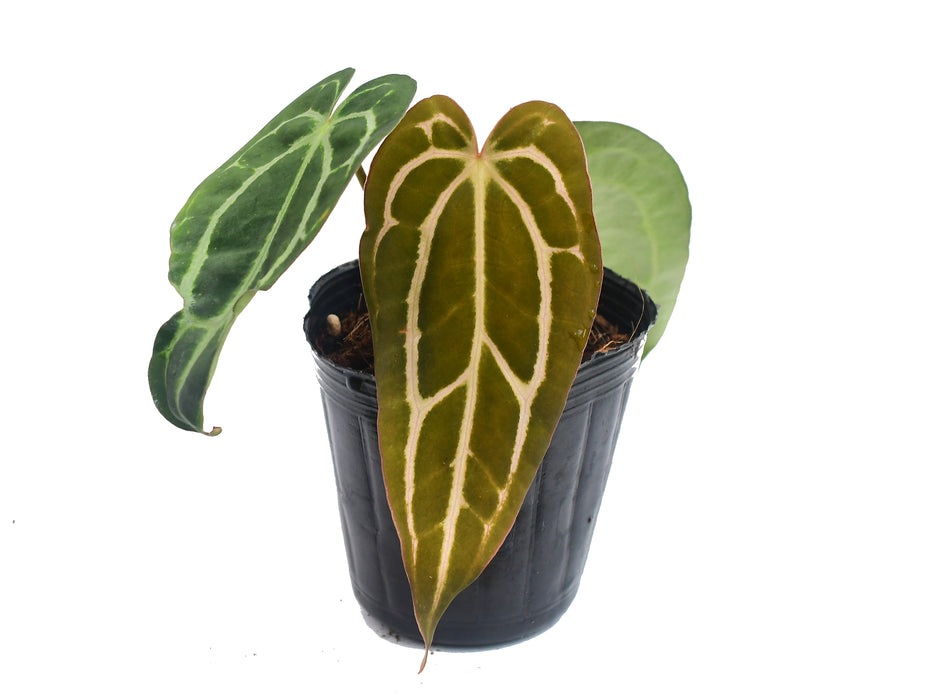 Anthurium carlablackiae (seedling)