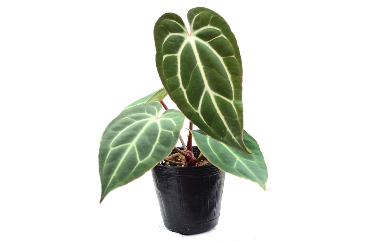 Anthurium carlablackiae x Anthurium besseae aff