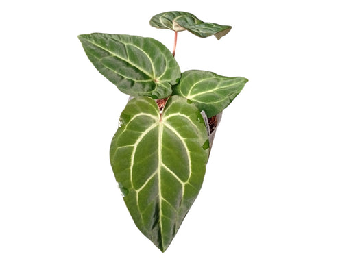 anthurium besseae vs crystallinum Anthurium carlablackiae x Anthurium besseae aff