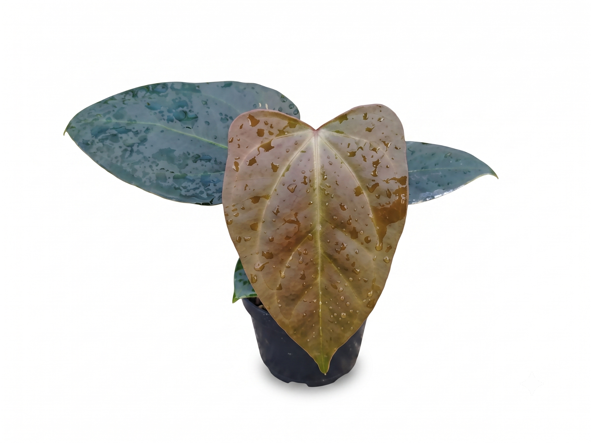 Anthurium carlablackiae x Anthurium cerrocampanense