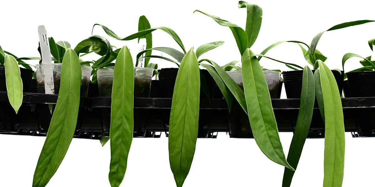 anthurium ceronii care Anthurium ceronii