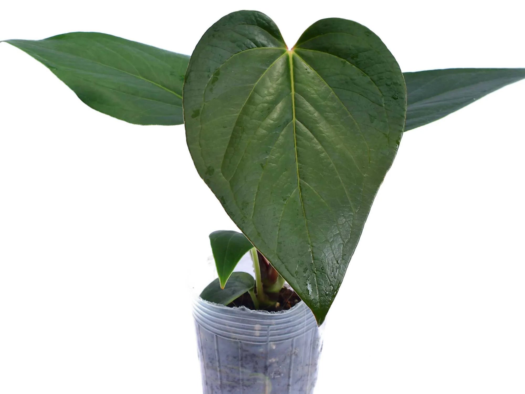 anthurium cerrocampanense Anthurium cerrocampanense