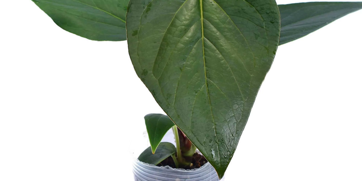 anthurium croatiana Anthurium cerrocampanense