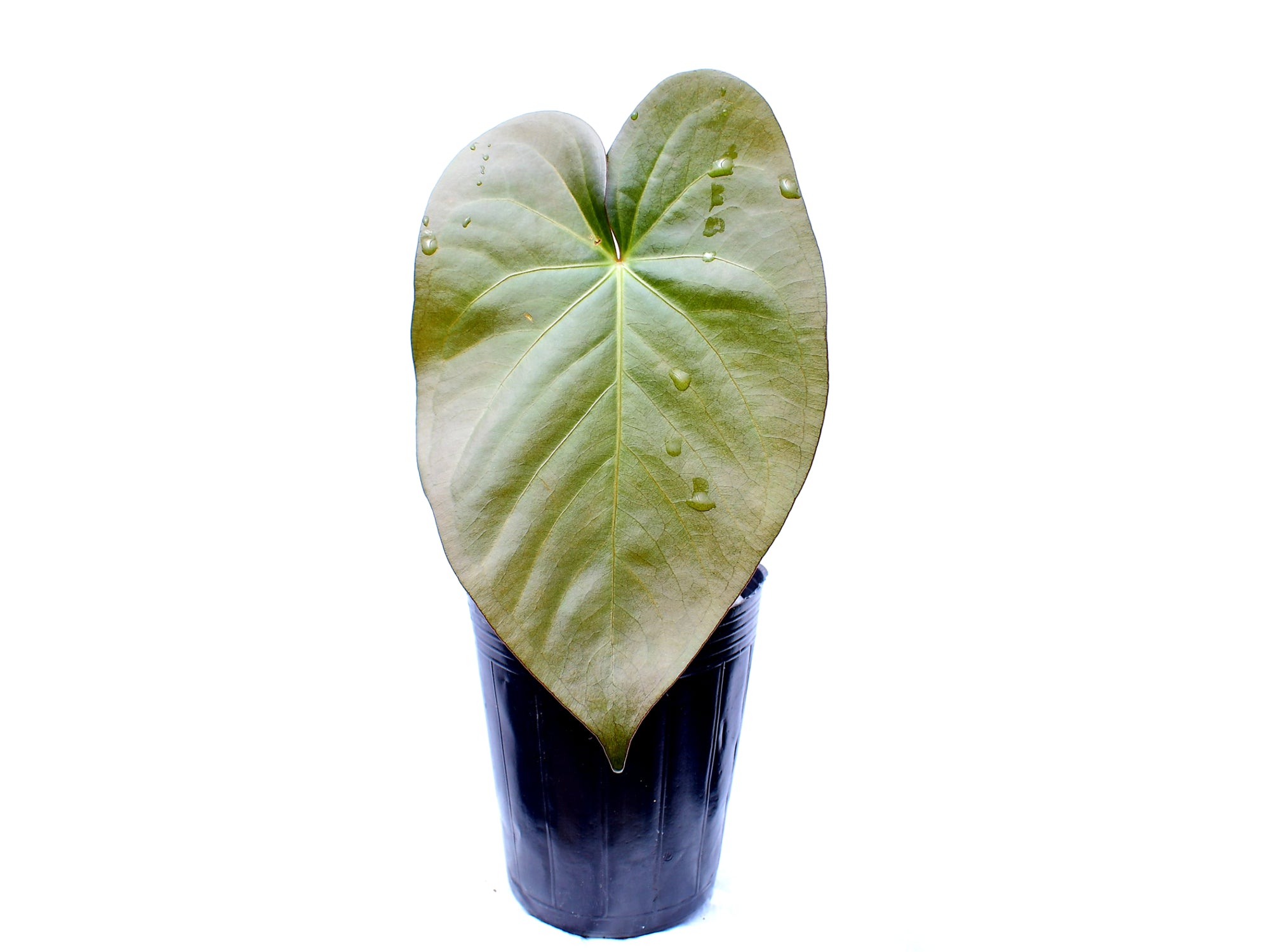 Anthurium cerrocampanense x Anthurium fogetii