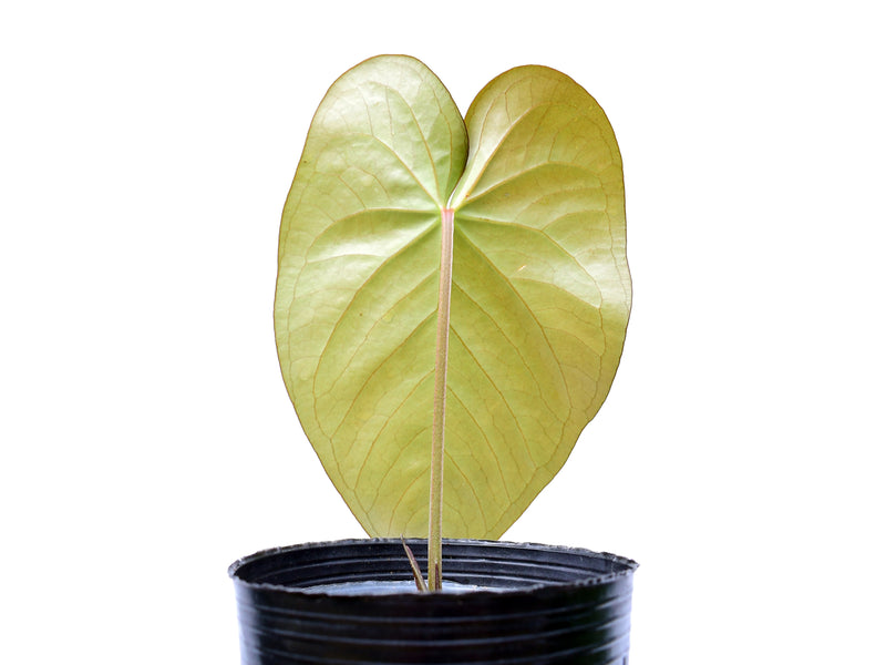 Anthurium cerrocampanense x Anthurium fogetii
