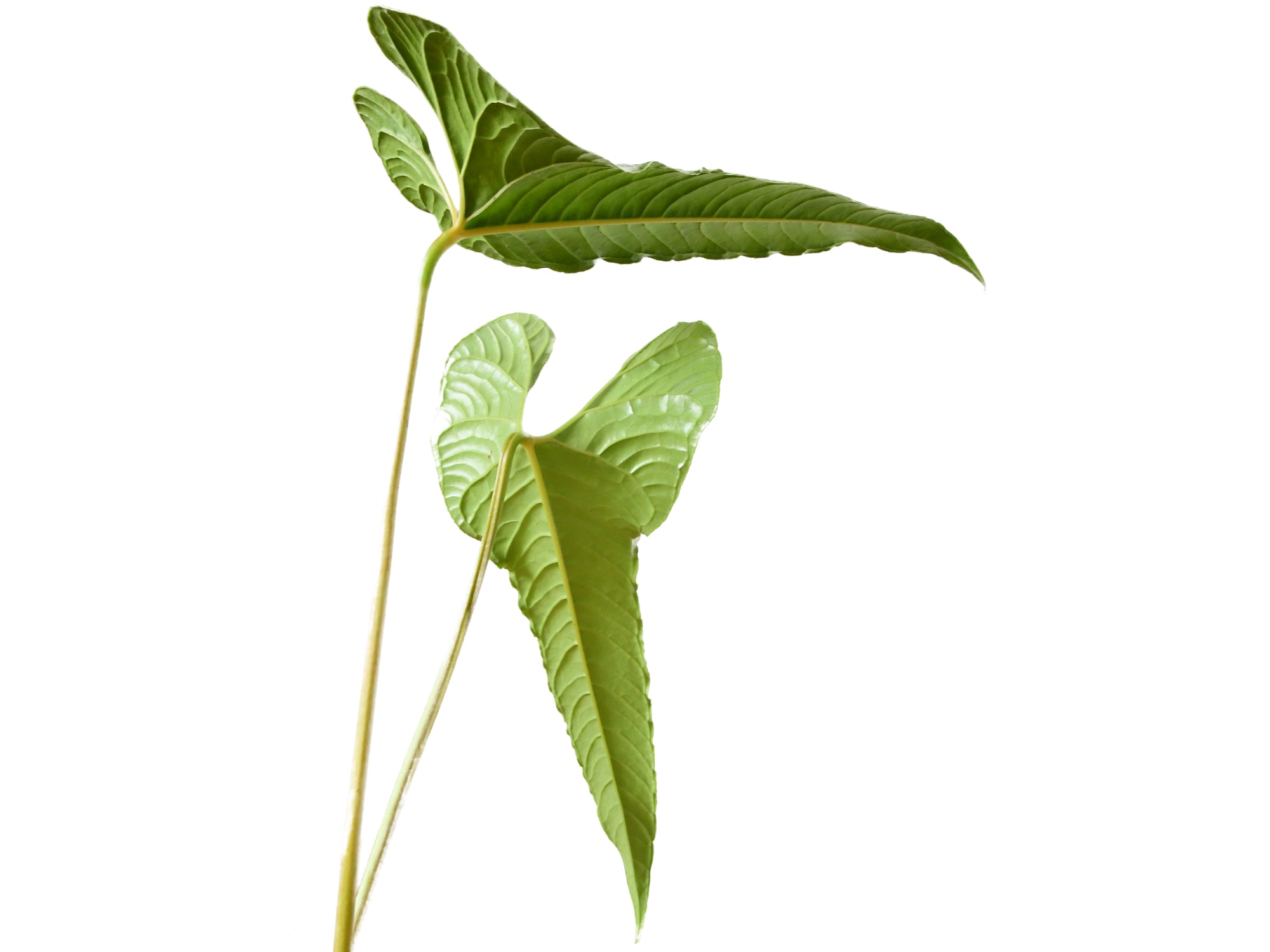 Anthurium chilmabajense — Ecuagenera Orquídeas del Ecuador