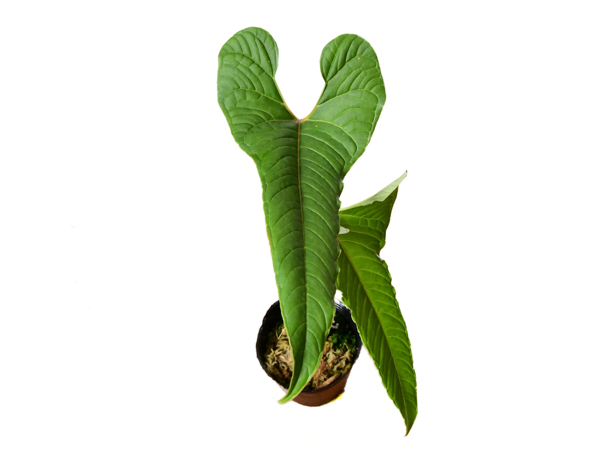 Anthurium chilmabajense — Ecuagenera Orquídeas del Ecuador
