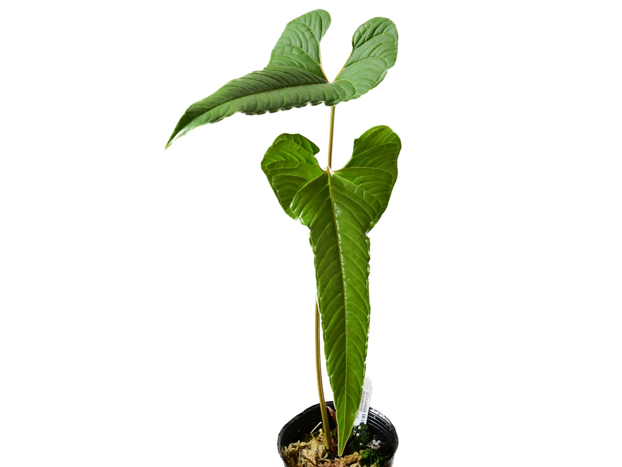 ハルたんAnthurium chilmabajense Anthurium chilmabajense — Ecuagenera Orquídeas del Ecuador
