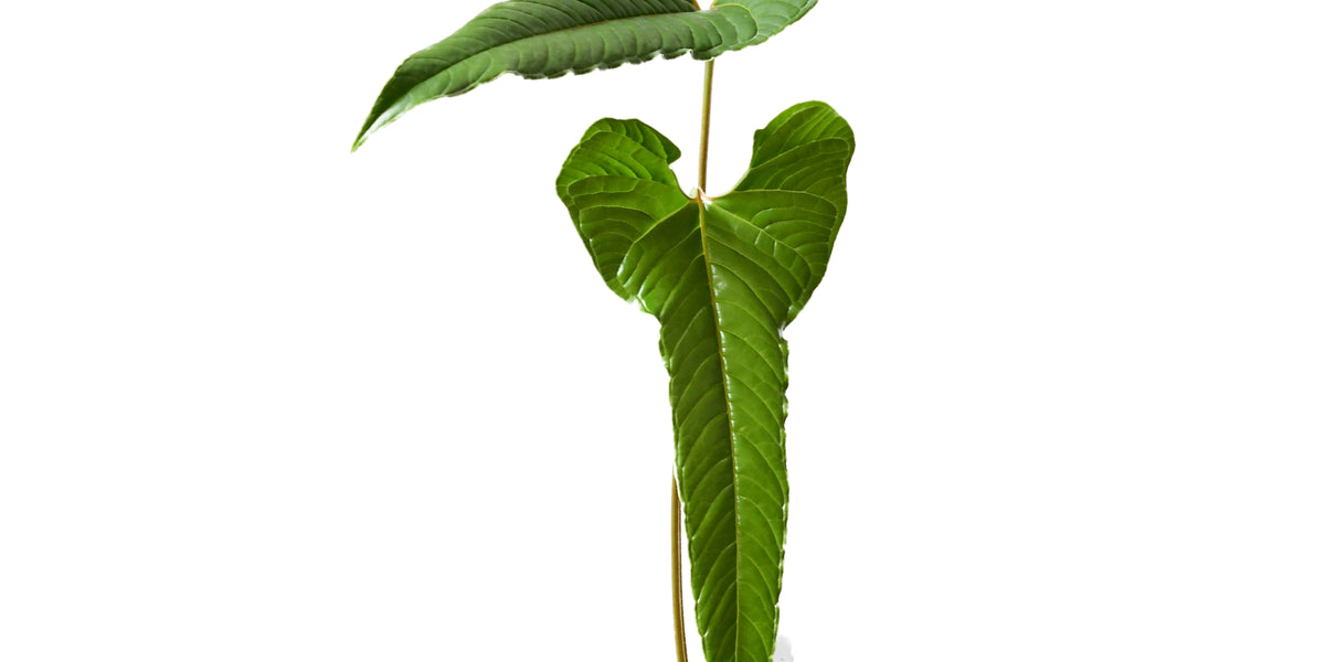 Anthurium chilmabajense — Ecuagenera Orquídeas del Ecuador