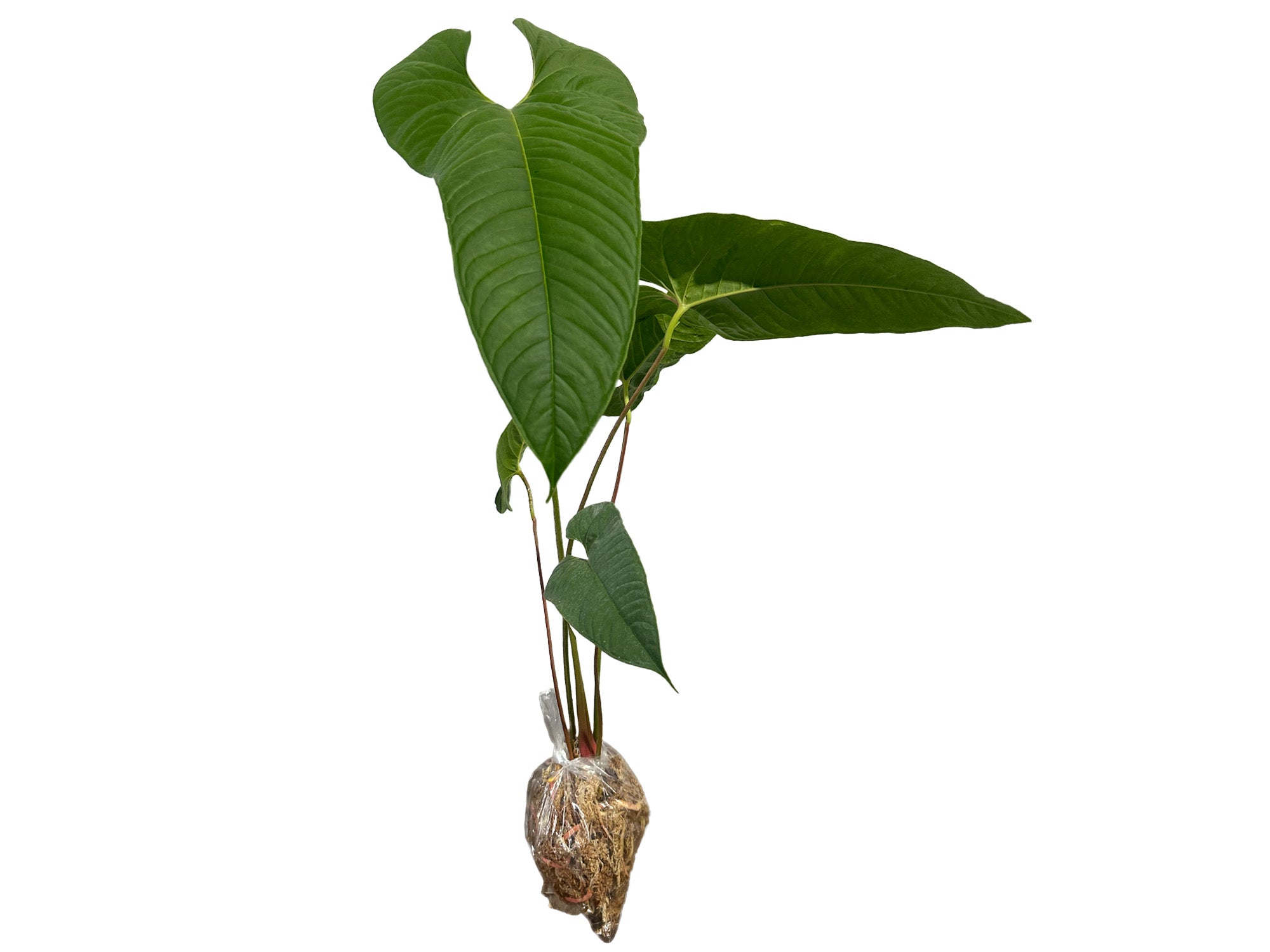 ハルたんAnthurium chilmabajense Anthurium chilmabajense — Ecuagenera Orquídeas del Ecuador