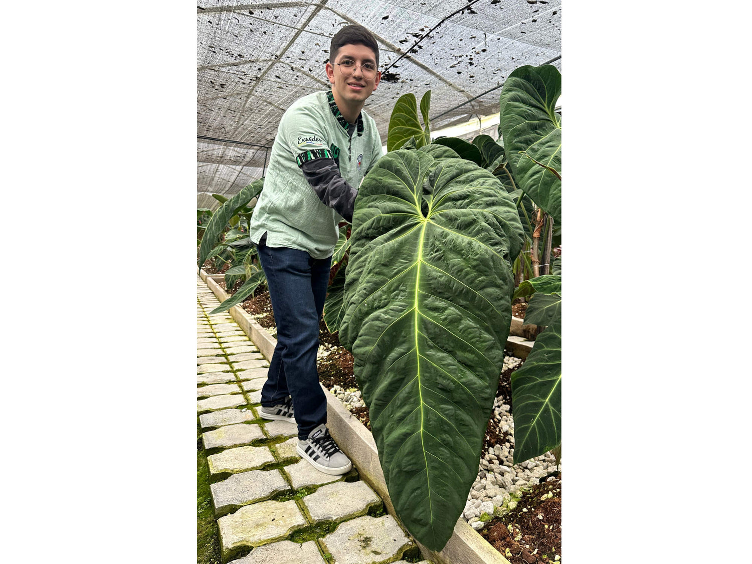 anthurium cirinoi Anthurium cirinoi Velvet